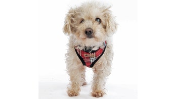 Senior poodle in San Francisco, suffering from blindness, is ready to live her 'golden years' in new home