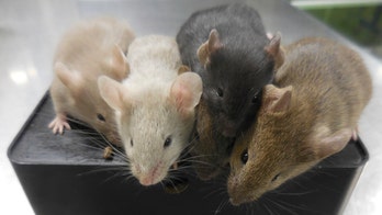 Scientists create mice with cells from 2 males for first time