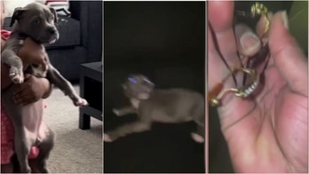 Detroit man viciously beats puppy on video, leaves for dead in trash can over broken pair of glasses