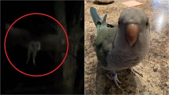 Owl crashes into window in failed attempt to snatch 'startled' family's parrot for dinner: video