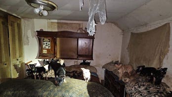 Illinois officials find more than 100 dogs and cats living in deplorable conditions