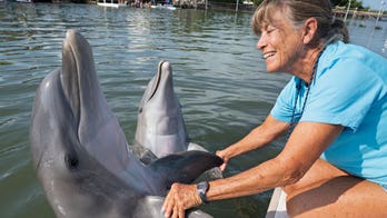 Rescued dolphin thrives 1 year after arriving in Florida Keys