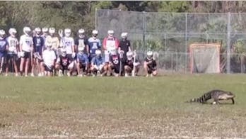 Lacrosse practice interrupted after alligator takes the field at Florida high school