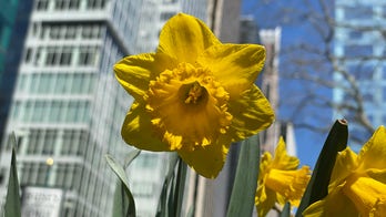 Millions of daffodils bloom suddenly in NYC: Tribute to 9/11 victims is world's 'largest living memorial'