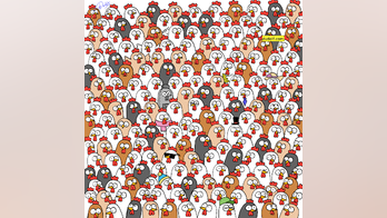 Brain teaser: Can you find 3 owls hidden in this colorful chicken flock?