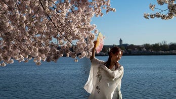 250 new cherry trees coming to Washington, D.C., from Japan