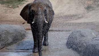46-year-old elephant euthanized at Oakland Zoo due to arthritis, other age-related problems
