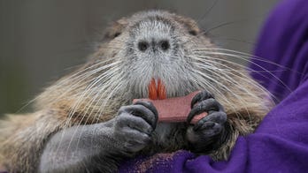 Louisiana works out deal for family to keep pet nutria