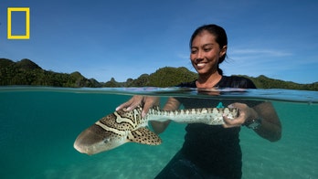 Endangered zebra sharks to be released back into oceans in first-ever international 're-wilding' effort