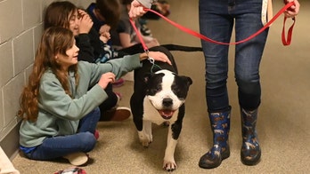 Senior dog in Maine available for adoption loves naps, treats and belly rubs