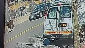 Cow opts to run from NYC slaughterhouse, will spend rest of days at farm: video