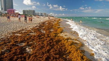 Giant blob of seaweed twice the width of US taking aim at Florida, scientists say