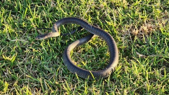 Australia toddler chasing deadly snake leads to nest discovery with 110 eggs