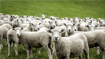 This company lets you rent sheep to mow your lawn in an environmentally friendly way