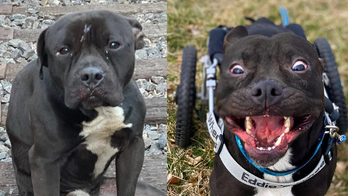 Paralyzed dog in Philadelphia finds forever home after being left on train tracks