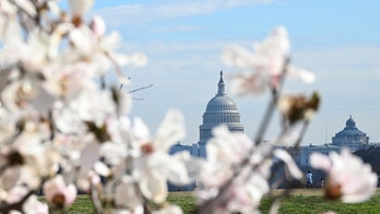 Here's when popular DC cherry blossoms are forecast to peak