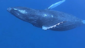 Hawaii cites man for alleged harassment of humpback whale, dolphins
