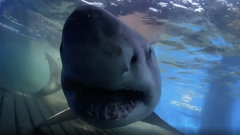 North Carolina's Outer Banks greeted by 13-foot great white shark named 'Breton'