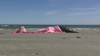 Eight dolphins die on New Jersey beach after 'mass stranding event'