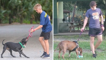 Florida high school cross country team runs with shelter dogs to help the pups get adopted