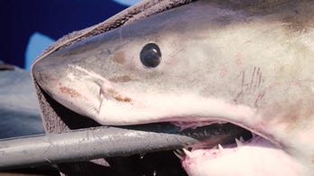 Massive 11-foot, 1,200-pound great white shark detected off Florida coast as spring breakers flock to beaches