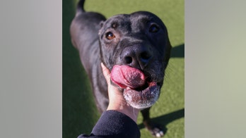 Loki, a Wichita shelter's longest resident, seeks forever home with big yard