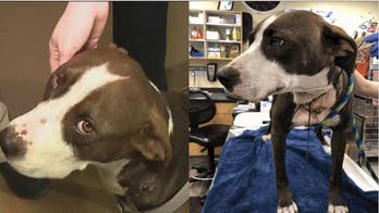 Florida dog found on side of road with blood 'pouring from neck', wires embedded into neck: 'Most awful thing'