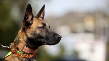 California man mauled to death by dogs while owner was away