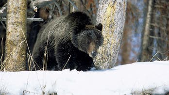 Yellowstone National Park spots first grizzly bear to emerge from hibernation this year