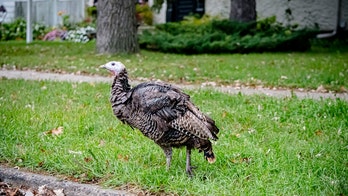 Kids, residents on alert as upscale Massachusetts town deals with 'aggressive' wild turkeys