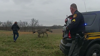 'Dangerous for human beings': Ohio zebra laws called into question after man nearly killed