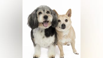 Two chubby San Francisco dogs on weight-loss journey are seeking a new home