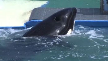 Lolita the orca returning to Puget Sound after 50 years of captivity