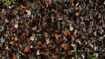 Mexico reports 22% drop in Monarch butterfly winter migration