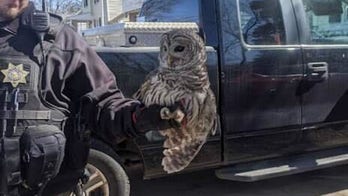 Ohio family finds owl stuck in chimney as it sets off carbon monoxide alarm: 'Never a dull moment'