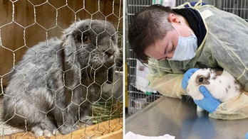 Over 240 rabbits confiscated from Washington home go up for adoption following animal cruelty case