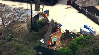 Seven zoo guests injured after tree limb breaks, falls in Texas