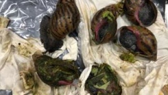 Detroit customs officials find 6 live Giant African Snails in suitcase at airport