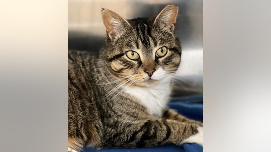 New York cat named Froggy, a 'sweet, lovable' boy, needs a forever home