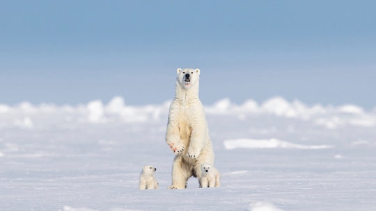Polar bear is snapped standing upright in Canada's Baffin Island: 'Gave me goosebumps'