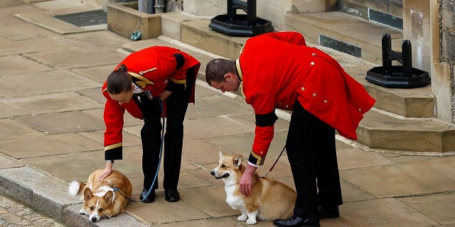 The royal corgis are seen ahead of the committal service for Queen Elizabeth II held at St. Georges Chapel, Windsor Castle, on Sept. 19, 2022, in Windsor, England.