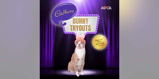 Crash from Boise, Idaho, is the first cat to win Cadbury's Annual Bunny Tryouts.