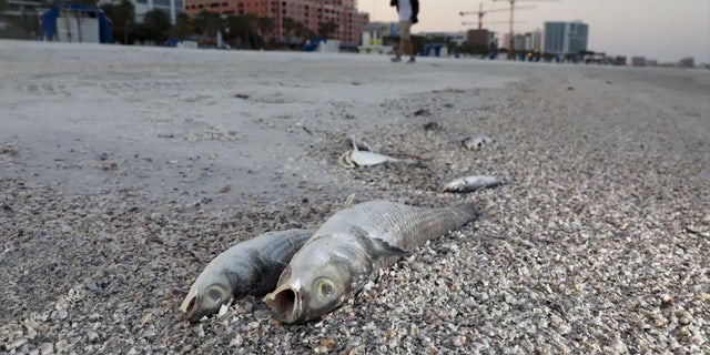 Dead fish lay at the high tide line on Clearwater Beach on Thursday, March 9, 2023, in Pinellas County, Fla.