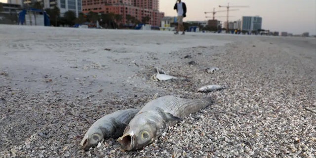 Dead fish lay at the high tide line on Clearwater Beach on Thursday, March 9, 2023, in Pinellas County, Fla.