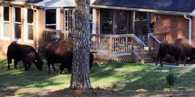 The Fayette County Sheriff's Office said cattle like bison are legal to own and cautioned residents not to approach them.