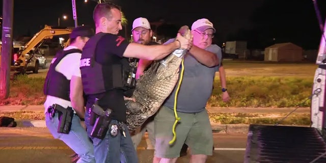 A contracted alligator trapper helps officers put the reptile in his truck. 