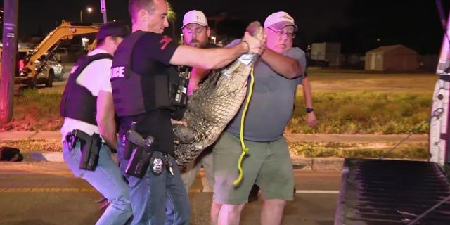 A contracted alligator trapper helps officers put the reptile in his truck.
