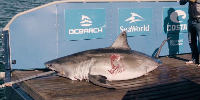 Maple measures 11-feet, 7 inches long and weighs in at 1,264 pounds.