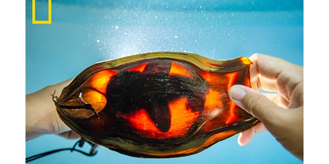 Shark caretaker Kyra Wicaksono uses a light to illuminate a zebra shark embryo inside its egg case at a new shark nursery at the Misool Resort in southern Raja Ampat, Indonesia.