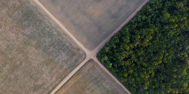 A section of the Amazon rainforest is seen next to soybean fields in Belterra, Brazil November 30, 2019. A summit is underway in Gabon on how to protect the world's largest forests.